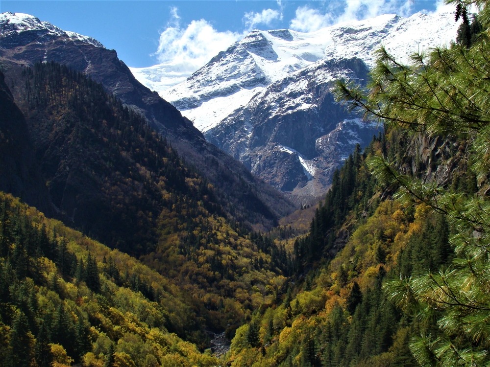 Forest in Mountains